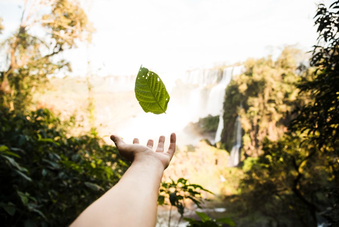 hoja en bosque